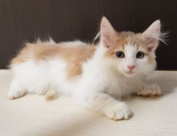 ノルウェージャンフォレストキャット【東京都・男の子・2019年2月10日・クリーム&ホワイト】の写真「すぐに寄ってくる甘えたさん。」