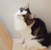 ノルウェージャンフォレストキャット【東京都・男の子・2023年3月24日・ブラウンタビー&ホワイト】の写真5