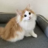 ノルウェージャンフォレストキャット【東京都・男の子・2025年5月20日・レッドタビー アンド ホワイト】の写真12