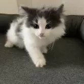 ノルウェージャンフォレストキャット【東京都・男の子・2025年8月28日・ブルータビー アンド ホワイト】の写真12