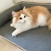 ノルウェージャンフォレストキャット【東京都・男の子・2025年5月20日・レッドタビー アンド ホワイト】の写真9