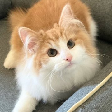 ノルウェージャンフォレストキャット【東京都・女の子・2025年5月20日・レッドタビー アンド ホワイト】の写真「穏やかな性格で抱っこ大好きです」