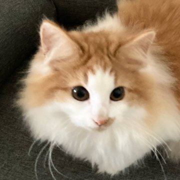 ノルウェージャンフォレストキャット【東京都・女の子・2025年5月20日・レッドタビー アンド ホワイト】の写真「抱っこもしやすく、穏やかな性格です。」