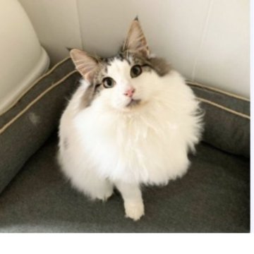 ノルウェージャンフォレストキャット【東京都・男の子・2024年8月29日・ブラウン タビー&ホワイト】の写真「なでなでされるの大好きな甘えん坊です」