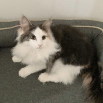ノルウェージャンフォレストキャット【東京都・女の子・2024年10月20日・ダイリュートキャリコ】の写真「お家に帰った時にお出迎えしてくれる子です」