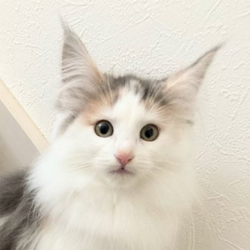 ノルウェージャンフォレストキャット【東京都・女の子・2024年10月20日・ダイリュートキャリコ】の写真「遊び好きな甘えたさん。ほわほわです」