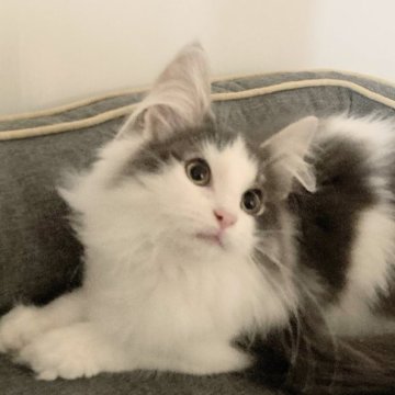 ノルウェージャンフォレストキャット【東京都・男の子・2024年10月20日・ブルー&ホワイト】の写真「素直で優しい性格です。」