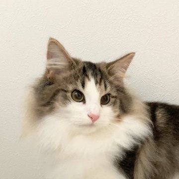 ノルウェージャンフォレストキャット【東京都・男の子・2024年7月23日・ブラウン タビーアンドホワイト】の写真「のんびり、優しい性格の子です」