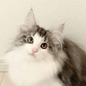 ノルウェージャンフォレストキャット【東京都・女の子・2024年10月20日・シルバータビー&ホワイト】の写真「穏やかな性格で人に寄ってくる子です」