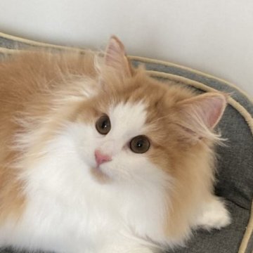 ノルウェージャンフォレストキャット【東京都・男の子・2025年5月20日・レッドタビー アンド ホワイト】の写真「おっとりした性格の甘えたさんです」