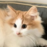 ノルウェージャンフォレストキャット