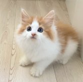 ノルウェージャンフォレストキャット