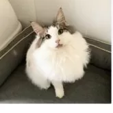 ノルウェージャンフォレストキャット