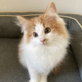 ノルウェージャンフォレストキャット
