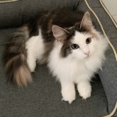 ノルウェージャンフォレストキャット