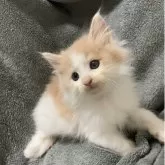 ノルウェージャンフォレストキャット