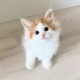 ノルウェージャンフォレストキャット
