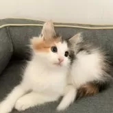 ノルウェージャンフォレストキャット