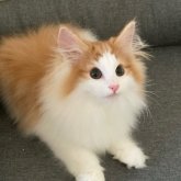 ノルウェージャンフォレストキャット