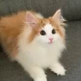 ノルウェージャンフォレストキャット
