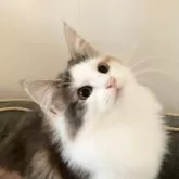 ノルウェージャンフォレストキャット