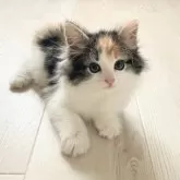 ノルウェージャンフォレストキャット
