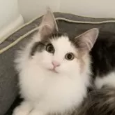 ノルウェージャンフォレストキャット