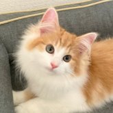 ノルウェージャンフォレストキャット