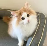 ノルウェージャンフォレストキャット【東京都・男の子・2025年5月20日・レッドタビー アンド ホワイト】の写真2