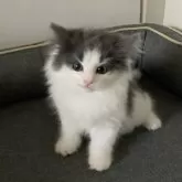 ノルウェージャンフォレストキャット【東京都・男の子・2025年8月28日・ブルータビー アンド ホワイト】の写真3