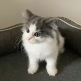 ノルウェージャンフォレストキャット【東京都・男の子・2025年8月28日・ブルータビー アンド ホワイト】の写真9