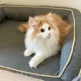 ノルウェージャンフォレストキャット【東京都・男の子・2025年5月20日・レッドタビー アンド ホワイト】の写真6