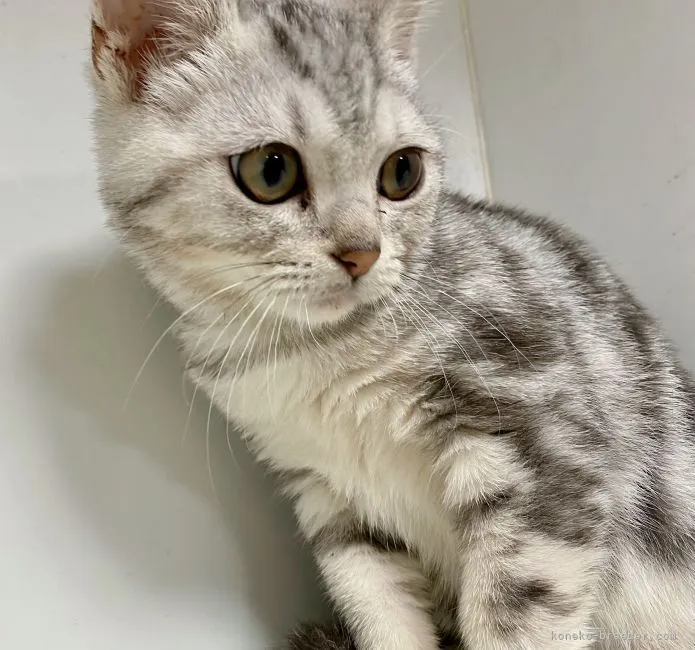 ID：2209-00335の子猫