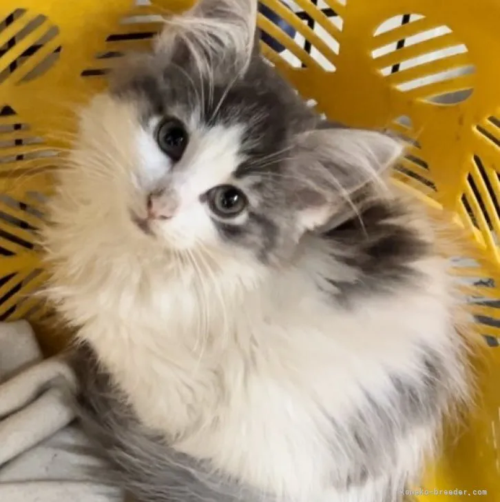 ID：2307-00364の子猫