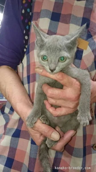 諸田 様のお迎えした子猫