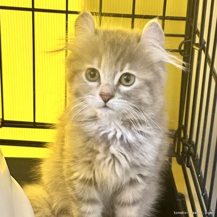 ID:2409-00656の子猫