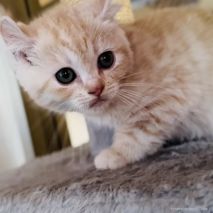 YS 様のお迎えした子猫