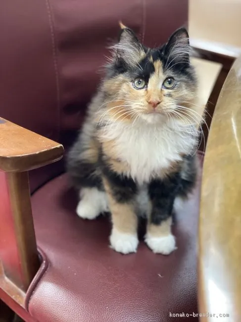 ID：2009-01951の子猫