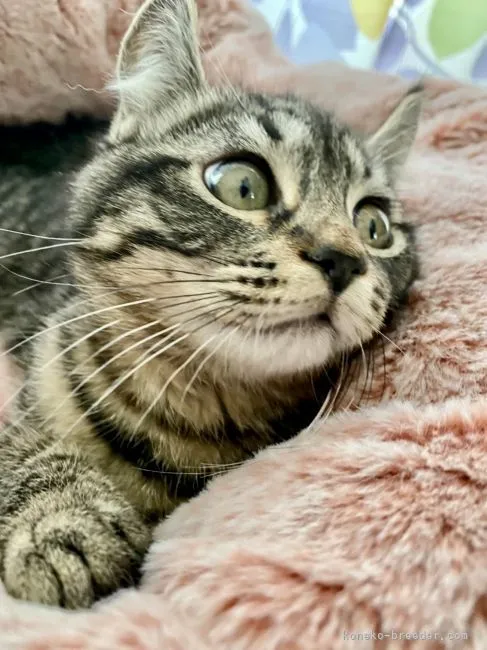 ID:2112-00542の子猫