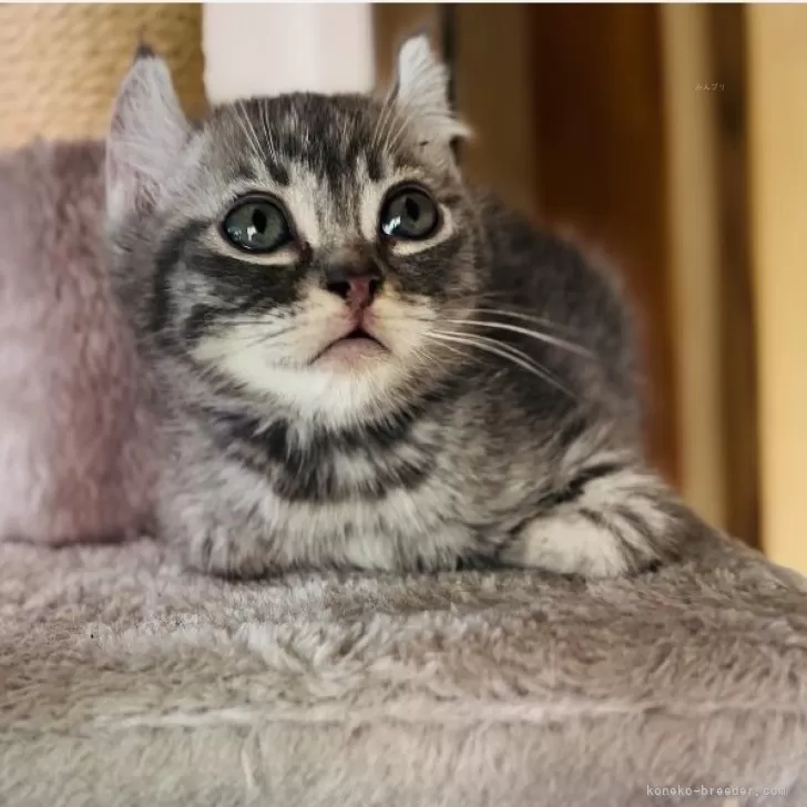 ID:2401-02044の子猫