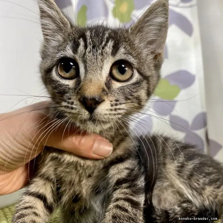 ID：2206-01901の子猫