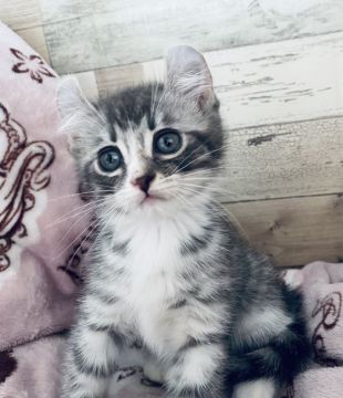 アメリカンカール【群馬県・男の子・2020年9月29日・ブルータビー&ホワイト】の写真「1番人懐っこい💖出産ラッシュのため大幅値下げ」