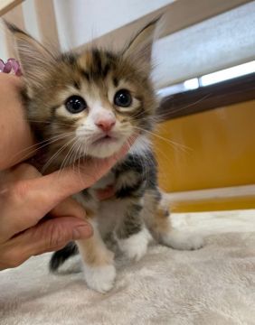 ノルウェージャンフォレストキャット【群馬県・女の子・2019年5月13日・ブラウンパッチドタビー&ホワイト（長毛）】の写真「綺麗な美人姉妹❤️」