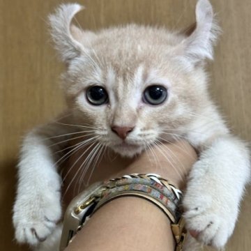 アメリカンカール【群馬県・男の子・2023年6月6日・クリームタビー】の写真「サマーセール中♛お耳がしっかりカールしてます❤️」