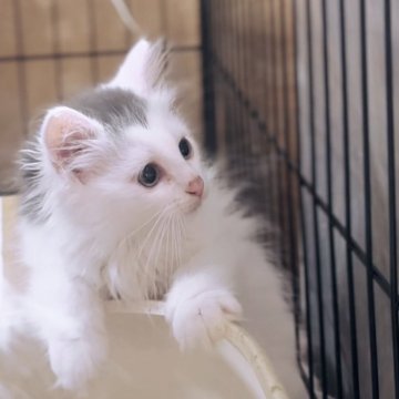 ノルウェージャンフォレストキャット【群馬県・男の子・2024年4月6日・ホワイト&ブルー（ロング）】の写真「美形で品のある顔立ち✨人大好きです❣️」