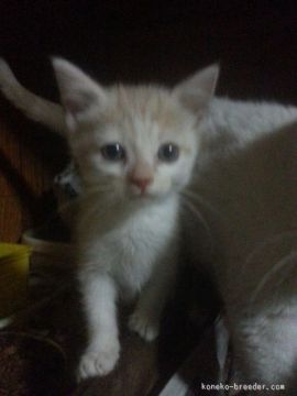 マンチカン【群馬県・男の子・2015年5月21日・レッド&ホワイト（短毛 ショート）】の写真「足長の男の子♡」