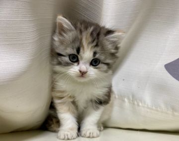 スコティッシュフォールド(立ち耳)【群馬県・女の子・2020年9月1日・ダイリュートキャリコ（長毛）】の写真「顔が詰まっていてとても美人さん❤️」