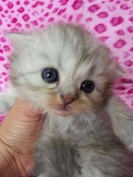 スコティッシュフォールド【群馬県・女の子・2015年5月14日・シルバータビー（ふわふわなロン毛ちゃん）】の写真「お目目くりくり♡ふわふわ丸顔ちゃん」