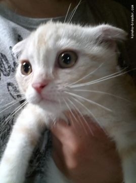 スコティッシュフォールド【群馬県・男の子・2015年4月10日・クリームタビー（短毛 ショート）】の写真「美形でしっかりとした男の子です( *ˆωˆ* )」