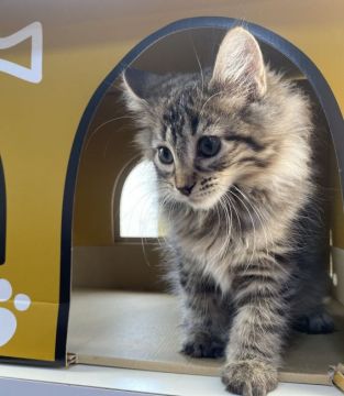 ノルウェージャンフォレストキャット【群馬県・男の子・2020年7月28日・ブラウンタビー（ロング）】の写真「可愛い子ちゃん❤️」